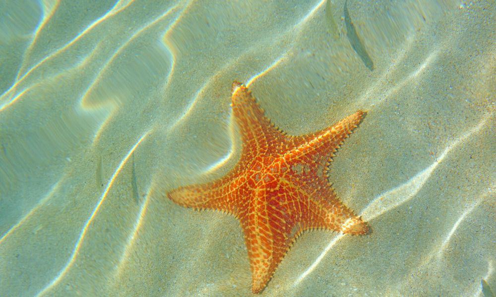 Aruba vs Bahamas Which is better in 2023? Caribbean Uncovered
